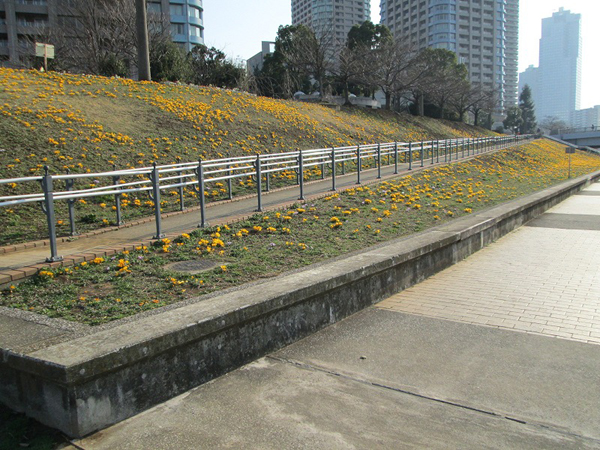 中央区立石川島公園