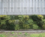 港区 赤羽橋 交差点 水素ステーション 植物 壁面緑化 工事