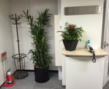 霞ヶ関 オフィス 観葉植物 レンタル 設置 シュロチク