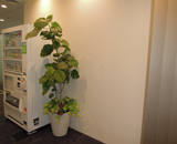 医療 企業 オフィス 観葉植物 レンタル