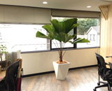 代々木 デザイン 会社 オフィス 観葉植物 設置