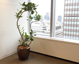 オフィス 移転 新規 観葉植物 レンタル