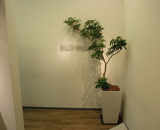 16 銀座 企業 オフィス 観葉植物 レンタル ショウナンゴム