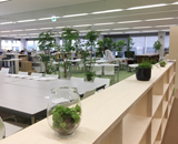 16 大阪市 北区 設計事務所 観葉植物 リース オフィス