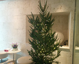16 丸の内 イーストスプリング インベストメンツ 生 モミの木 クリスマスツリー