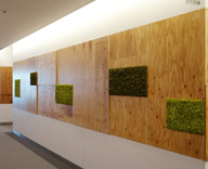 17 六本木 オフィス 壁面 グリーン 装飾