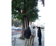 17 渋谷区 商業施設 樹木診断