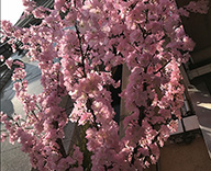 18 銀座 銀座木村家 桜装飾