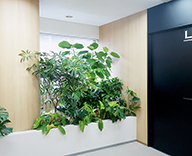 18 日本橋 エムスリーデジタルコミュニケーションズ オフィス 観葉植物 レンタル