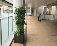 大阪市内 商業施設 観葉植物 一式 納品