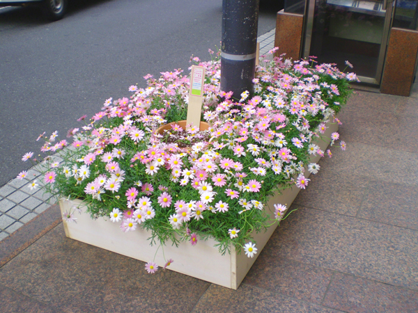 銀座西並木通りこっとんリボン イベント草花装飾