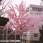 白金レストラン 桜装飾