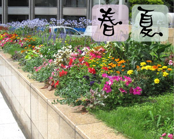 銀座の花壇