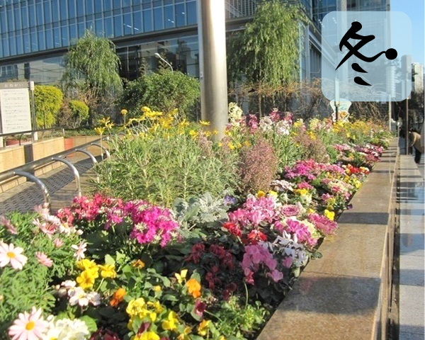 銀座の花壇