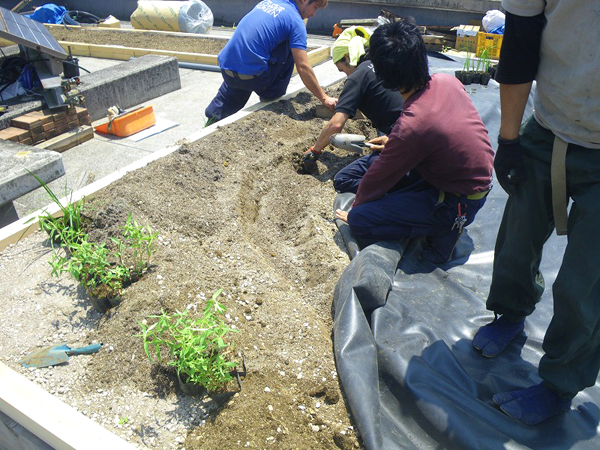 技術研究所 屋上ビオトープ創設工事