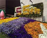 14 東京タワー エントランス 植栽 花壇 パンジー よく咲くスミレ