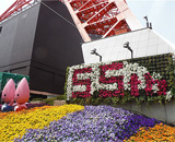 東京タワー 花壇 よく咲くスミレ