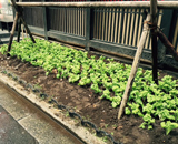 横浜 イタリアンレストラン チーズ カフェ オリーブの木 植替え