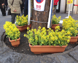 15 銀座 西銀座 チャンスセンター 菜の花