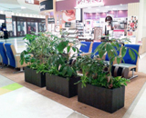 ショッピングモール コーナー レンタル 観葉植物