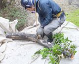 青山 ビル 高木 部分 伐採