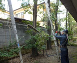 青山 ビル 高木 部分 伐採