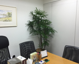 霞ヶ関 オフィス 観葉植物 レンタル 設置 シュロチク