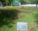 埼玉県 和光市 学校 花壇 草花 花文字