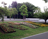 埼玉県 和光市 学校 花壇 草花 花文字