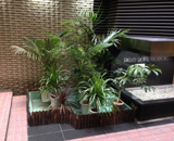 千代田区 マンション エントランス 観葉植物 寄せ込み 装飾
