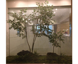 15 京都 マンション ギャラリー モデルルーム 植栽 工事