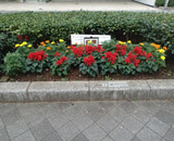 15 中央区 花咲く街角 花壇