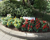 中央区 花壇 花咲く街角 マリーゴールド サルビア