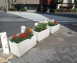 中央区 花壇 花咲く街角 マリーゴールド サルビア