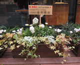 赤坂 135ＴＡＶＥＲＮ　お祝い花 取りまとめ 草花 プランター
