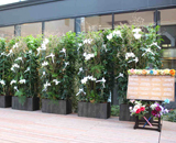 15 ホテルリズベリオ 赤坂 祝開店 お祝い花 取りまとめ 装飾