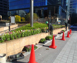 中央区 築地川銀座 公園 お花 植替え 作業