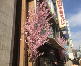 16 銀座 木村家 桜 装飾 桜あんぱん