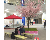 イオンモール むさし村山 桜装飾 フォトスポット