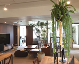 東京 赤坂 新設オフィス 観葉植物 レンタル