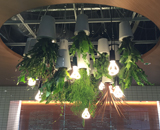 16 ウフル スカイプランター 新 オフィス 観葉植物 レンタル