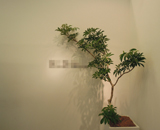 16 銀座 企業 オフィス 観葉植物 レンタル ショウナンゴム