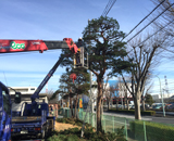 17 埼玉県 工場 団地 剪定作業