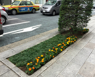 17 銀座中央通り 花壇 草花 植替え