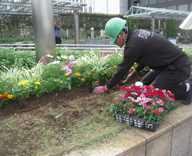 17 中央区 晴海通り 築地川銀座公園 草花 植付