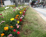 17 中央区 晴海通り 築地川銀座公園 草花 植付