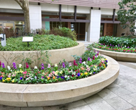 17 月島駅 高層マンション 中庭 花壇 植え替え