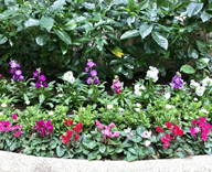 17 月島駅 高層マンション 中庭 花壇 植え替え