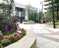 17 月島駅 高層マンション 中庭 花壇 植え替え