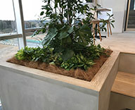 18 千葉県 オフィス 観葉植物 プランター 寄せ植え